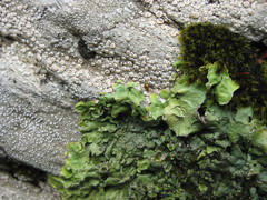 Ricasolia quercizans