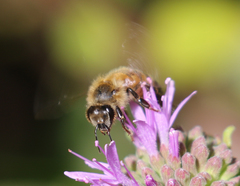 Apis mellifera