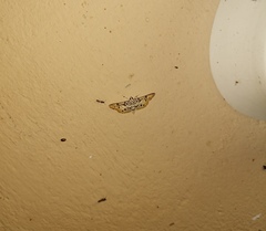 Pycnarmon alboflavalis