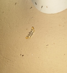 Pycnarmon alboflavalis