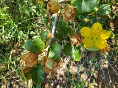 Fremontodendron californicum