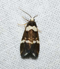 Thallarcha phalarota