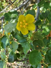 Fremontodendron californicum