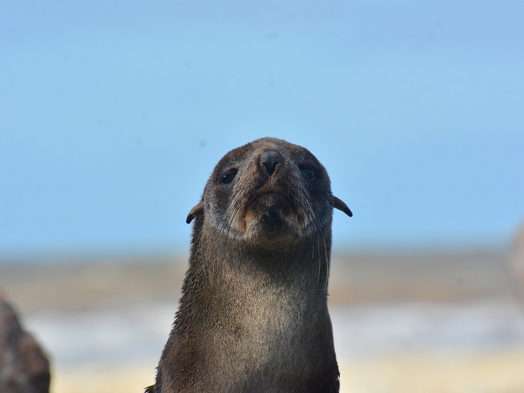 South American fur seal facing the camera on a beach at Cassino, Rio Grande do Sul, Brazil