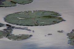 Nymphaea carpentariae
