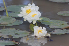 Nymphaea carpentariae