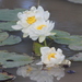 Nymphaea carpentariae - Photo (c) Arthur Chapman, some rights reserved (CC BY-NC-SA), uploaded by Arthur Chapman