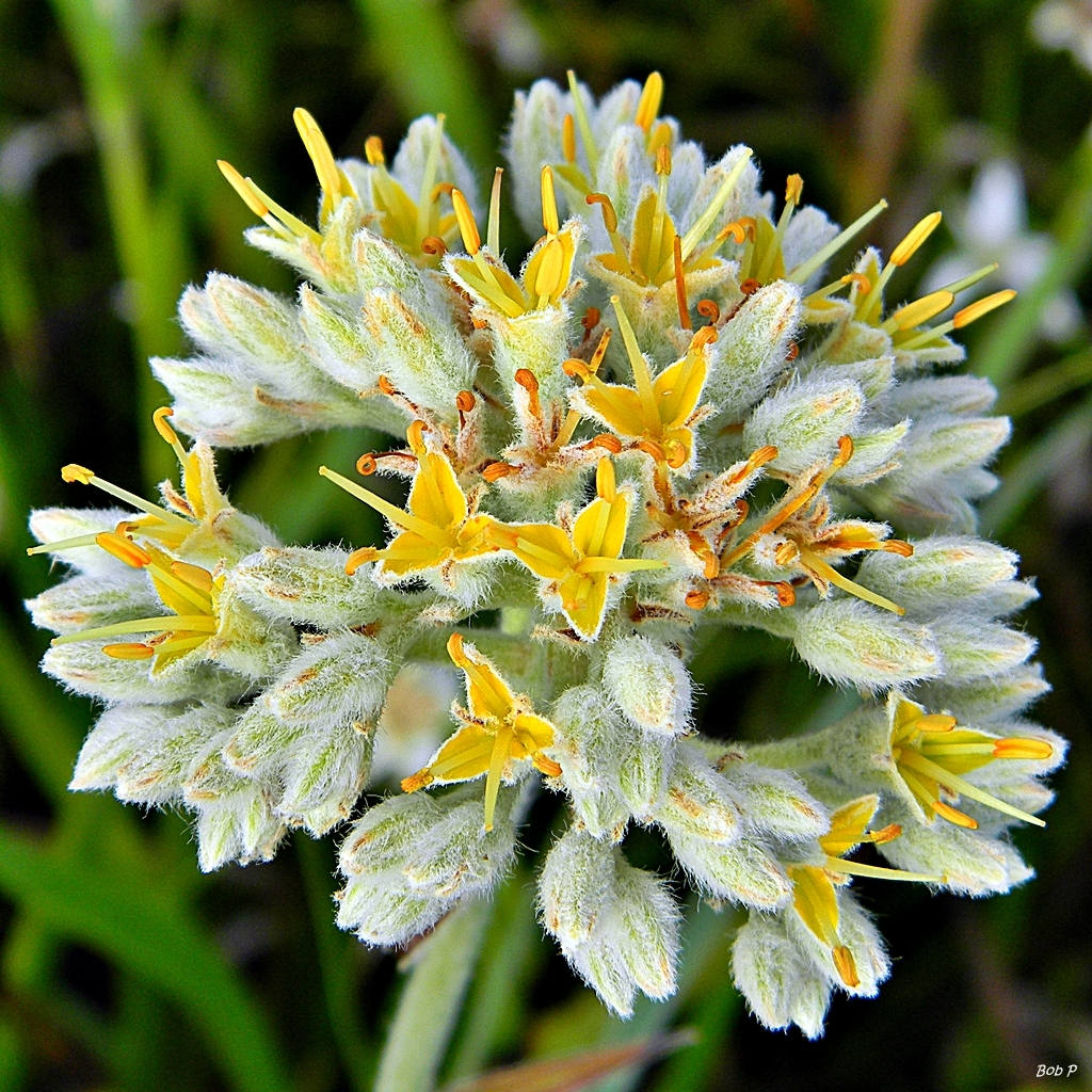Lachnanthes