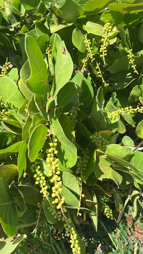 Coccoloba uvifera observed 2026-09-27