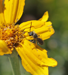 Halictus tripartitus