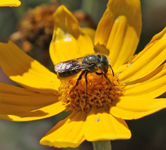 Osmia coloradensis