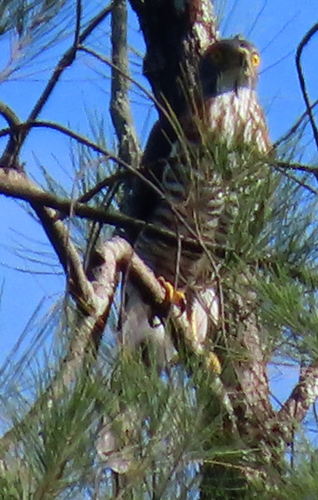 Crested Goshawk