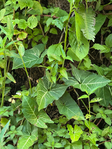 Syngonium podophyllum observed 2026-09-27