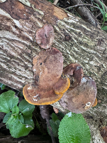 Phellinus observed 2026-09-27