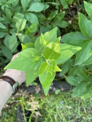 Amphicarpaea bracteata