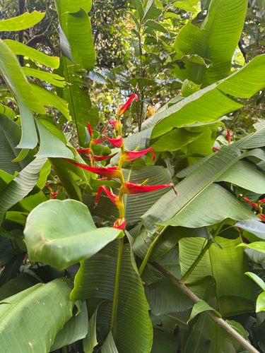 Heliconia latispatha observed 2026-09-27
