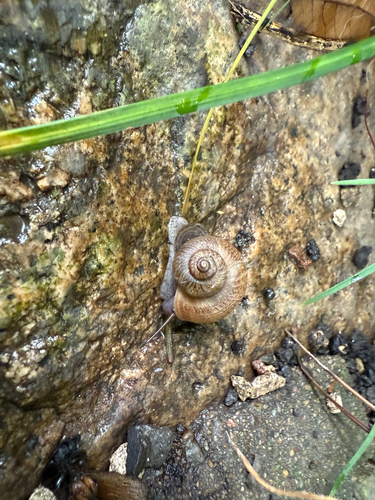 Cyclophorus martensianus, 2026-09-28