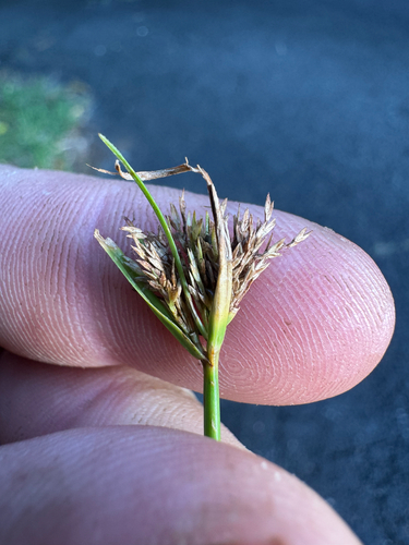 Fimbristylis dichotoma observed 2026-09-27