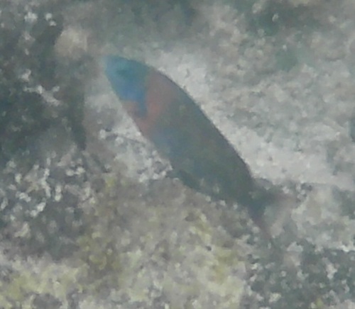 Thalassoma duperrey observed 2026-09-25