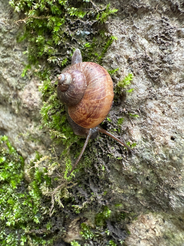 Cyclophorus martensianus, 2026-09-28