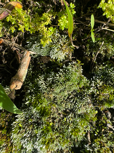 Bryum argenteum observed 2026-09-27