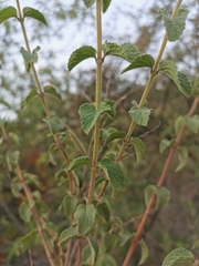 Asterohyptis stellulata