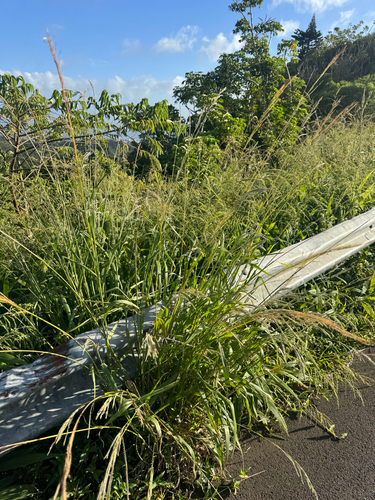 Paspalum urvillei observed 2026-09-27