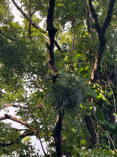 Platycerium bifurcatum observed 2026-09-27