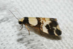 Thallarcha phalarota