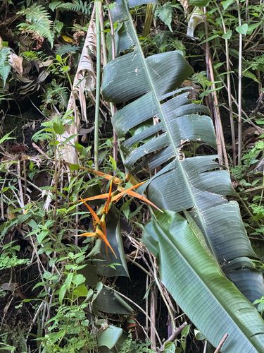 Heliconia latispatha observed 2026-09-27