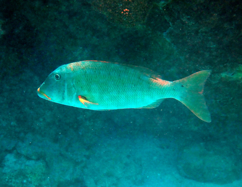Lethrinus xanthochilus observed 2026-09-27