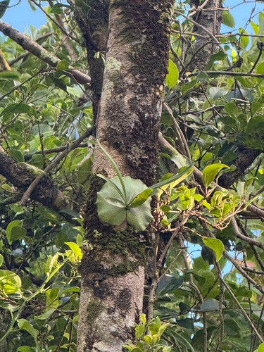Platycerium bifurcatum observed 2026-09-27