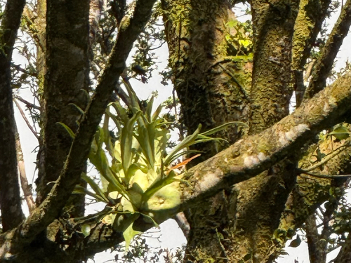 Platycerium bifurcatum observed 2026-09-27