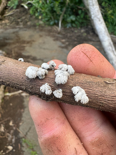 Schizophyllum radiatum, 2026-09-27