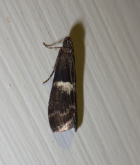 Elegia similella