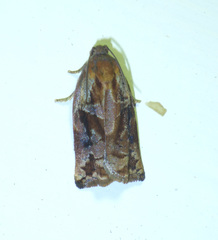 Archips oporana