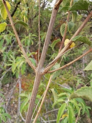 Asterohyptis stellulata
