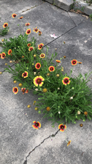 Gaillardia pulchella