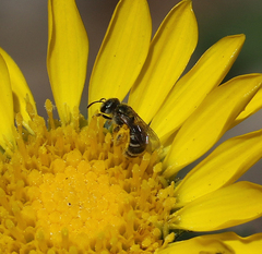 Halictus tripartitus
