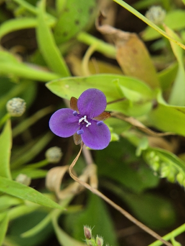 Murdannia spirata observed 2026-09-25