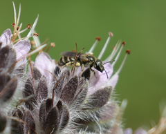 Halictus tripartitus