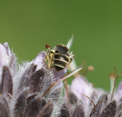 Halictus tripartitus