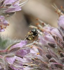 Halictus tripartitus