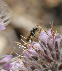 Halictus tripartitus