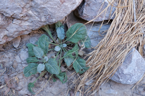 Oenothera brachycarpa