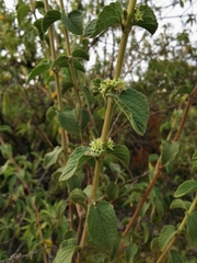 Asterohyptis stellulata
