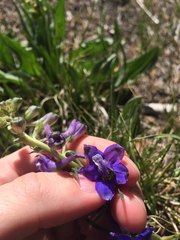 Delphinium bicolor