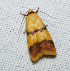 Heteroteucha translatella