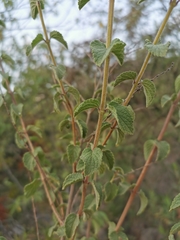 Asterohyptis stellulata