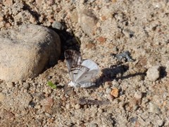 Lomographa semiclarata